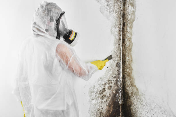 Best Office Mold Removal Services  in Montebello, CA
