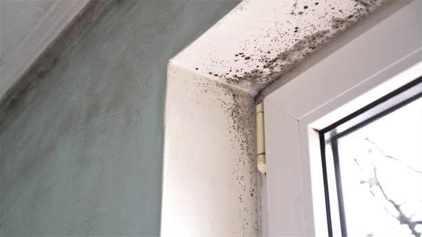 Best Mold Remediation  in Montebello, CA
