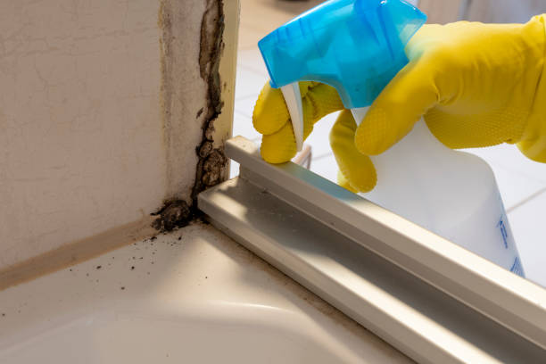 Best Residential Mold Removal  in Montebello, CA