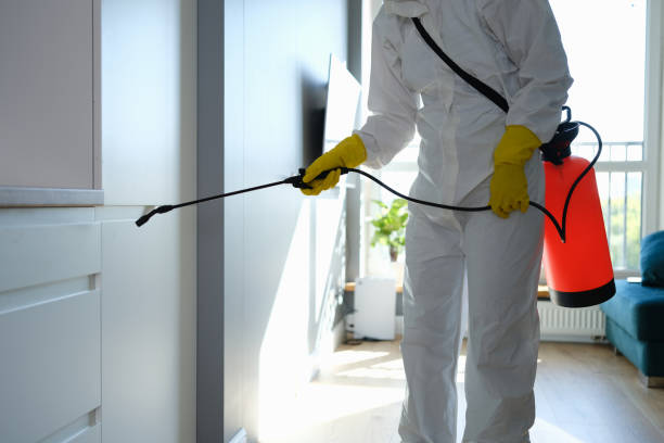 Best Same-Day Mold Removal  in Montebello, CA