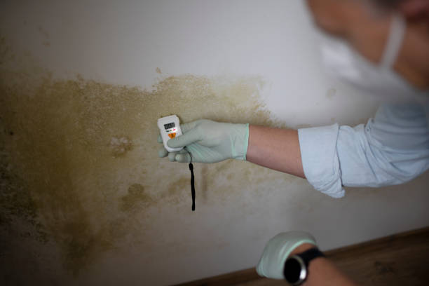Best Toxic Mold Removal  in Montebello, CA