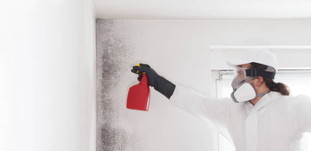 Best Mold Testing  in Montebello, CA