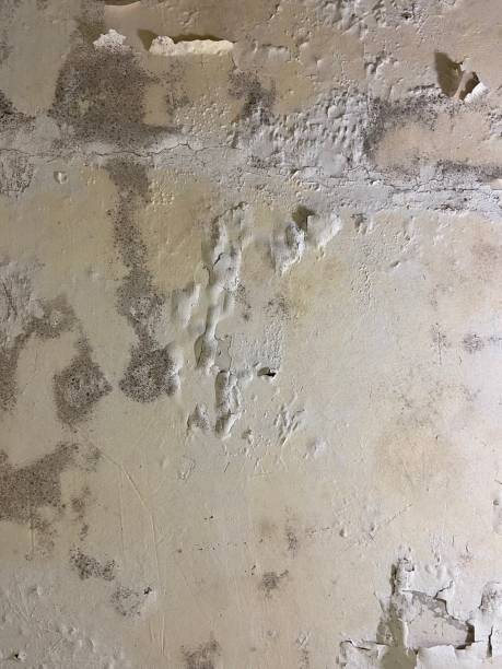Best Mold Removal Near Me  in Montebello, CA