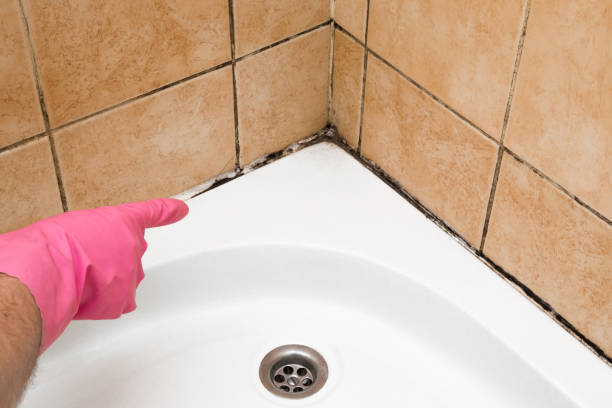 Best Mold Damage Repair  in Montebello, CA