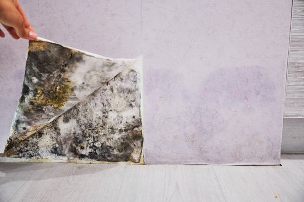Office Mold Removal Services in Montebello, CA